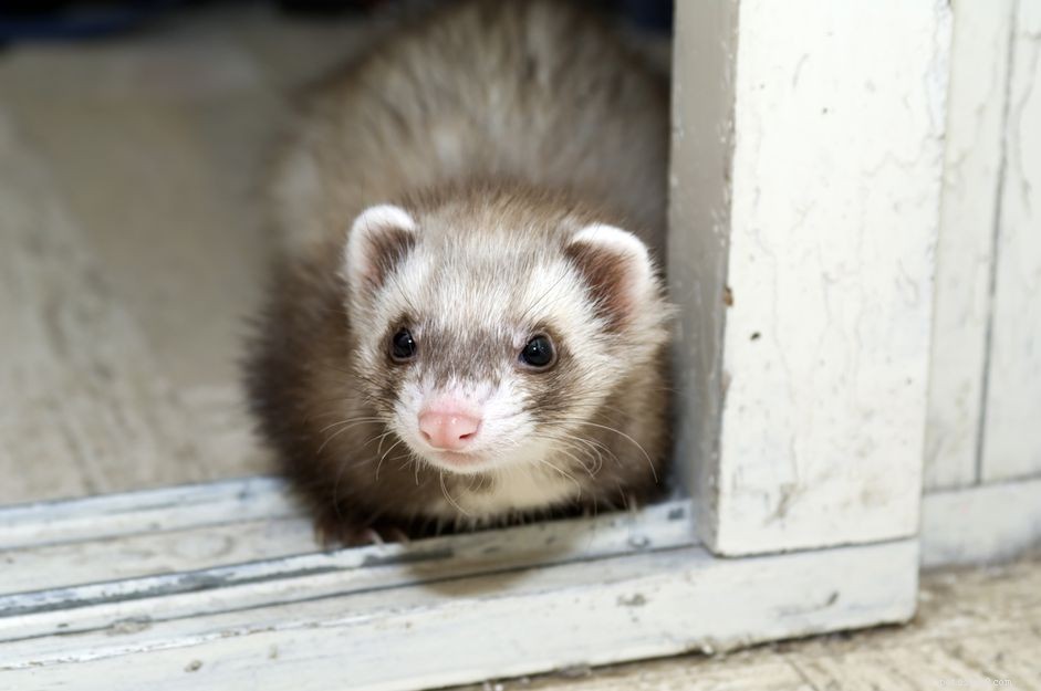 Ferret-Proofing Your Home: Step-by-Step Safety Tips