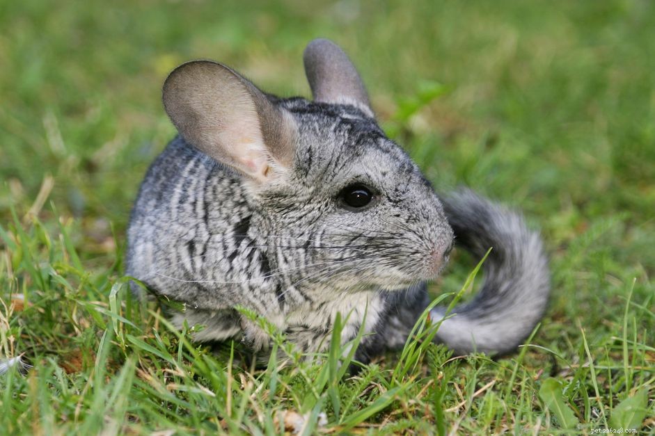 What Is Chinchilla Fur Slip? Causes, Symptoms & How to Prevent It
