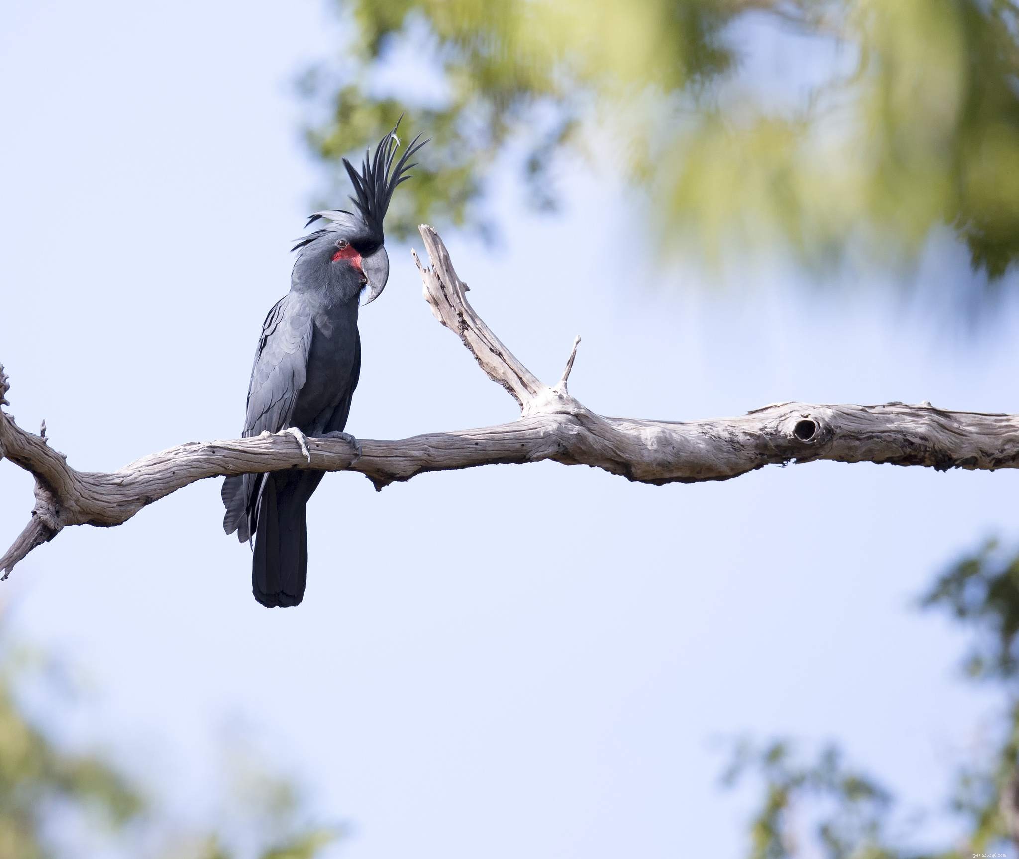 Top 8 Exotic Pet Birds for a Truly Unique Avian Companion