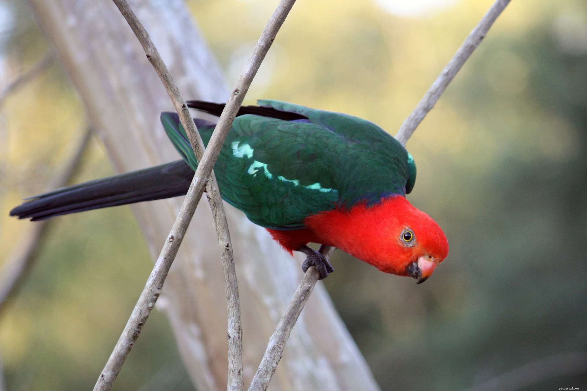 Top 8 Exotic Pet Birds for a Truly Unique Avian Companion