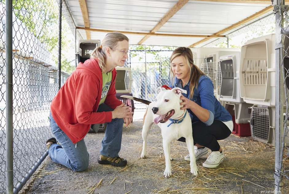 How to Help Dogs in Need: Volunteer, Donate, and Make a Difference