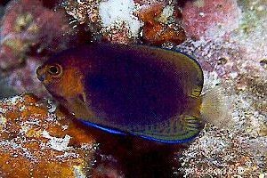 10 Reef-Friendly Angelfish: Stunning, Non-Aggressive Choices