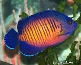 10 Reef-Friendly Angelfish: Stunning, Non-Aggressive Choices