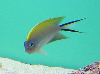 10 Reef-Friendly Angelfish: Stunning, Non-Aggressive Choices