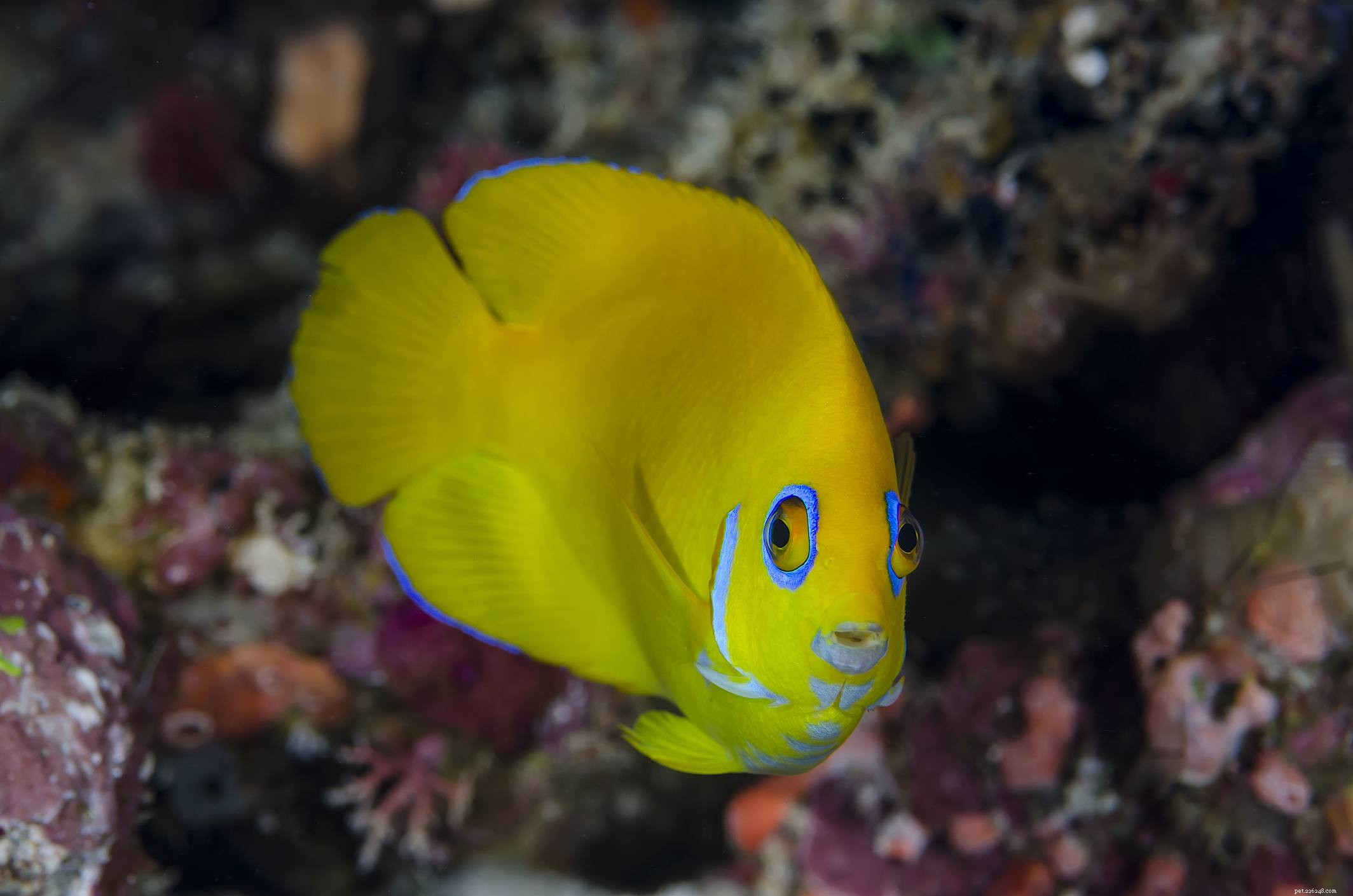10 Reef-Friendly Angelfish: Stunning, Non-Aggressive Choices