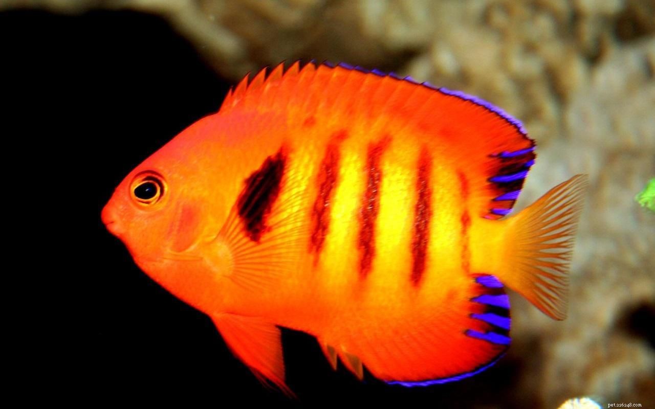 10 Reef-Friendly Angelfish: Stunning, Non-Aggressive Choices