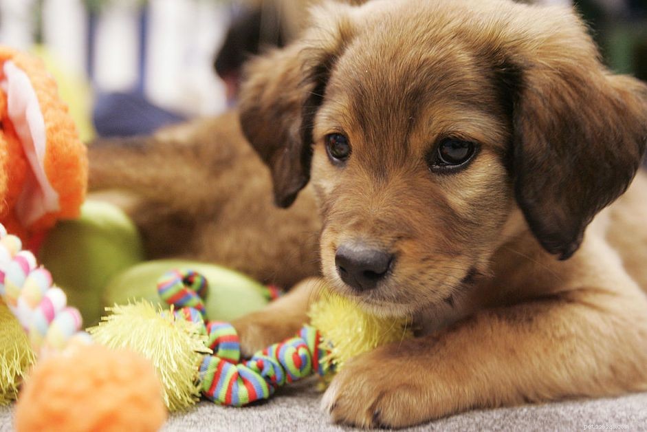 Best Puppy Toys for Energetic Play: A Guide to Keep Your Pup Engaged