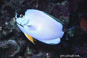 10 Reef-Friendly Angelfish: Stunning, Non-Aggressive Choices