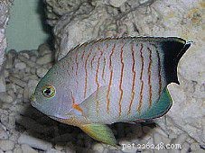 10 Reef-Friendly Angelfish: Stunning, Non-Aggressive Choices