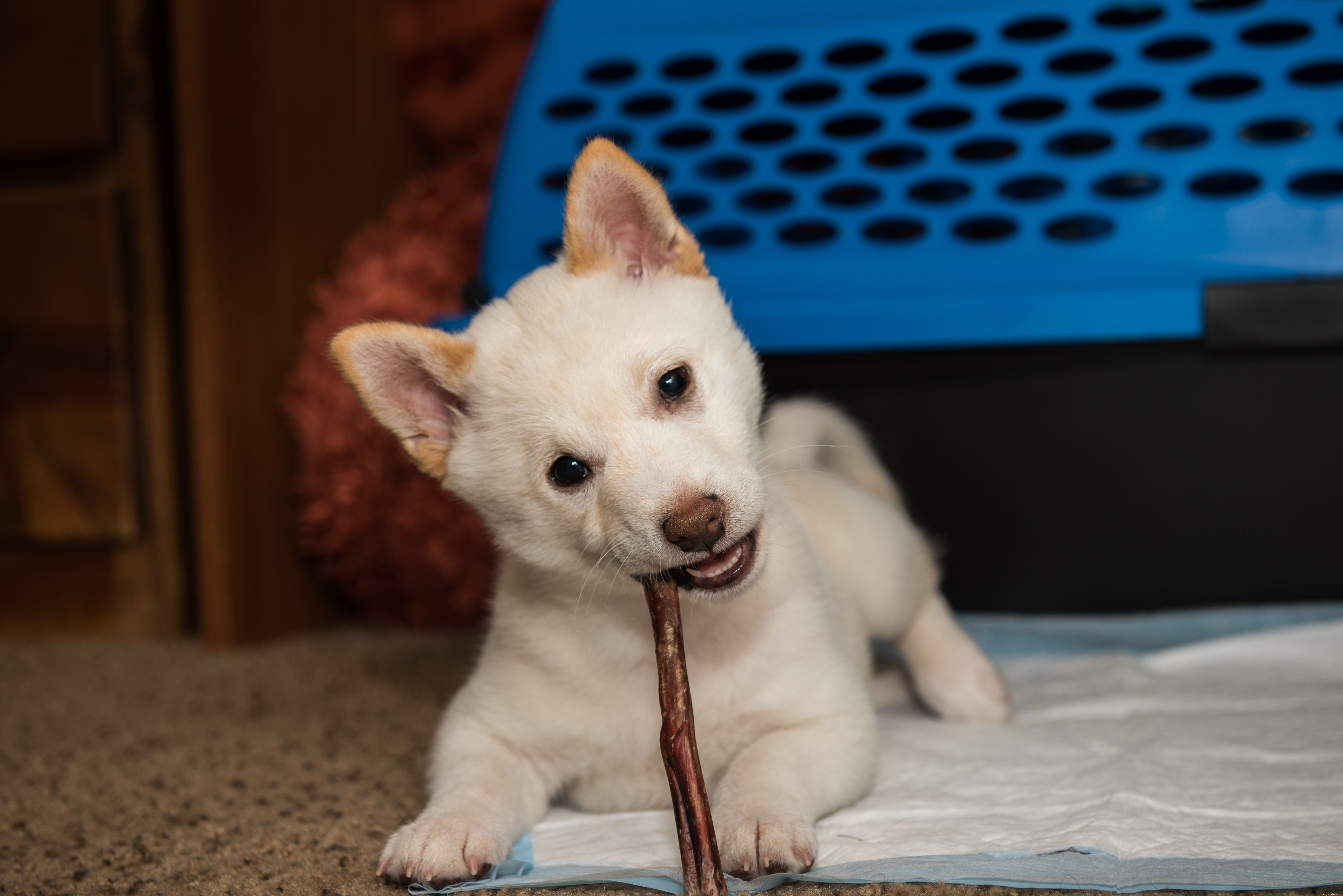 Best Puppy Toys for Energetic Play: A Guide to Keep Your Pup Engaged