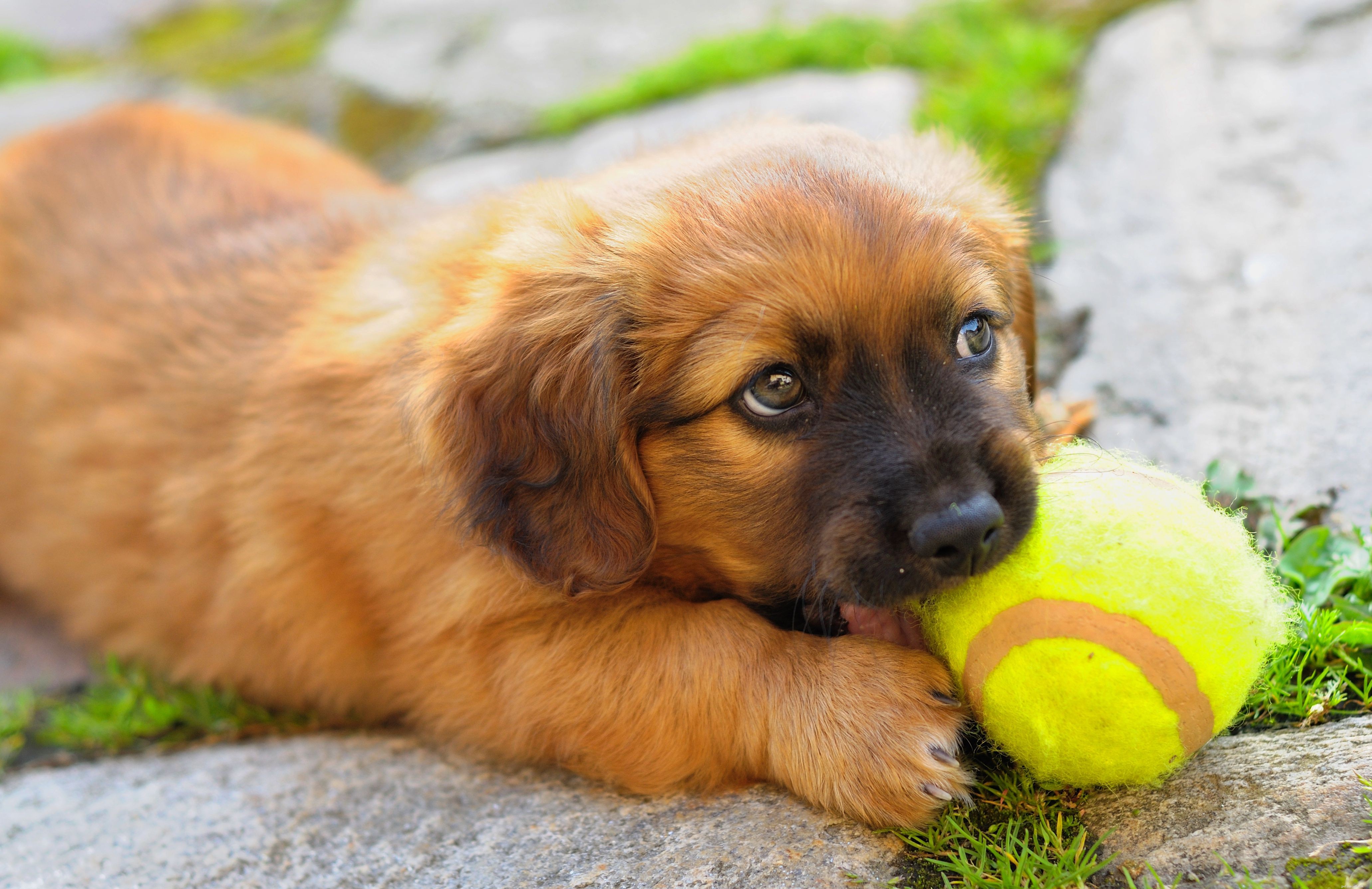 Best Puppy Toys for Energetic Play: A Guide to Keep Your Pup Engaged
