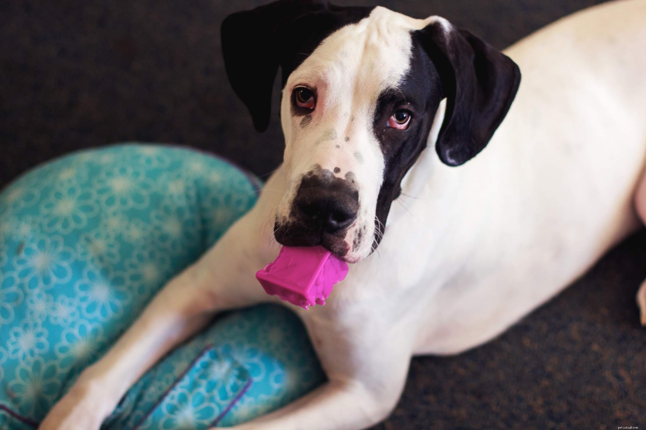 Best Puppy Toys for Energetic Play: A Guide to Keep Your Pup Engaged