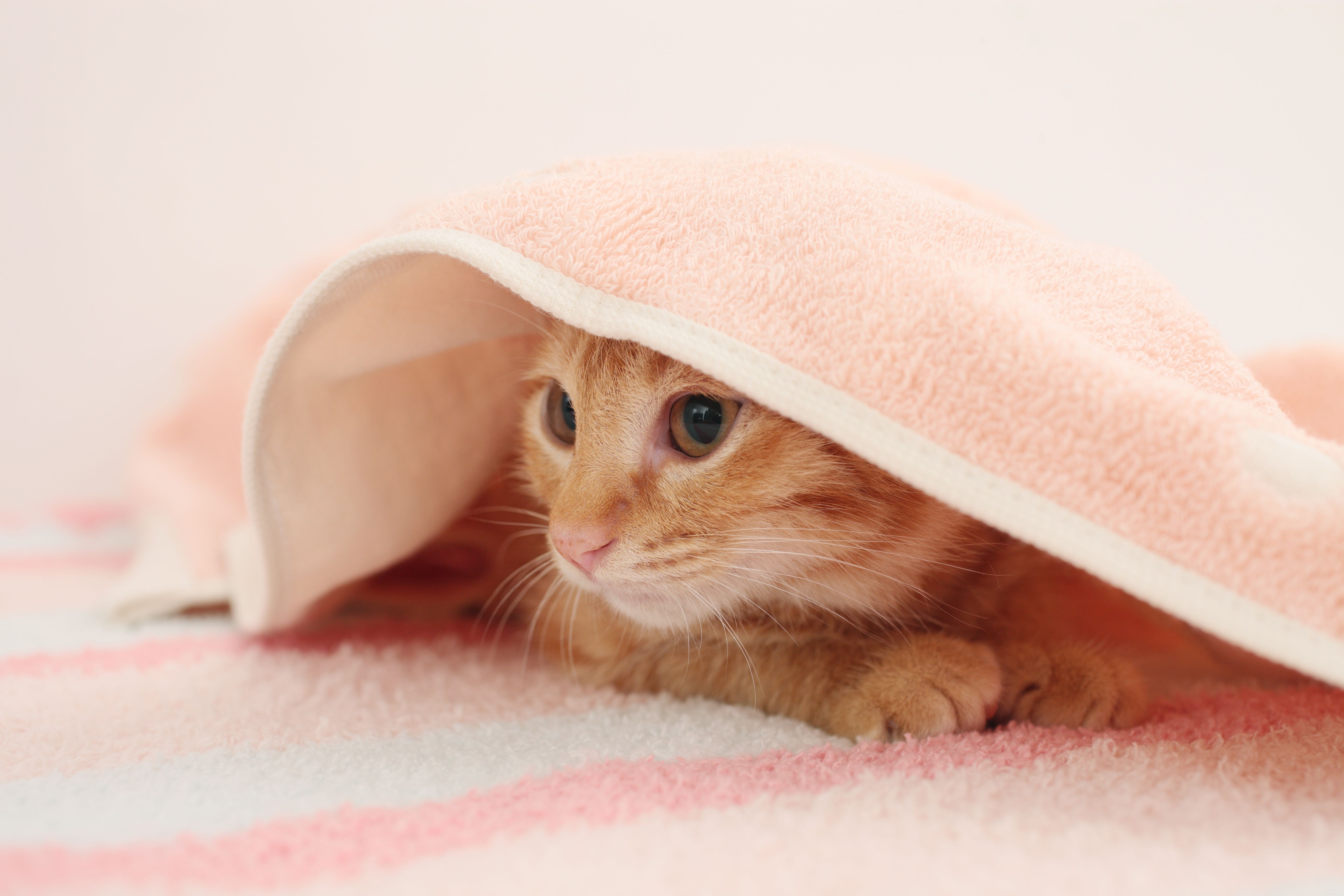 Stop Wool Sucking in Cats: Proven Techniques for a Healthier Feline