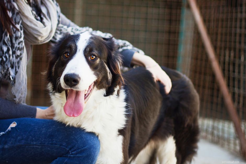 Foster a Dog: Make a Difference Without Adopting