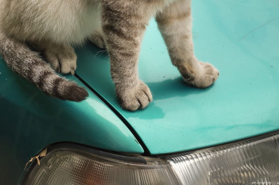 How to Identify and Treat Antifreeze Poisoning in Cats