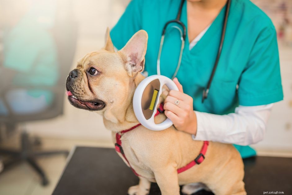 Are Pet Microchips Safe? Examining Cancer Risks and Benefits