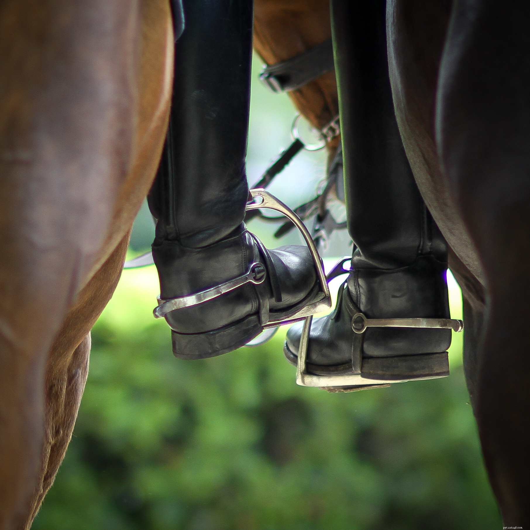 Essential Safety Gear for Horseback Riding: Protect Yourself on the Saddle
