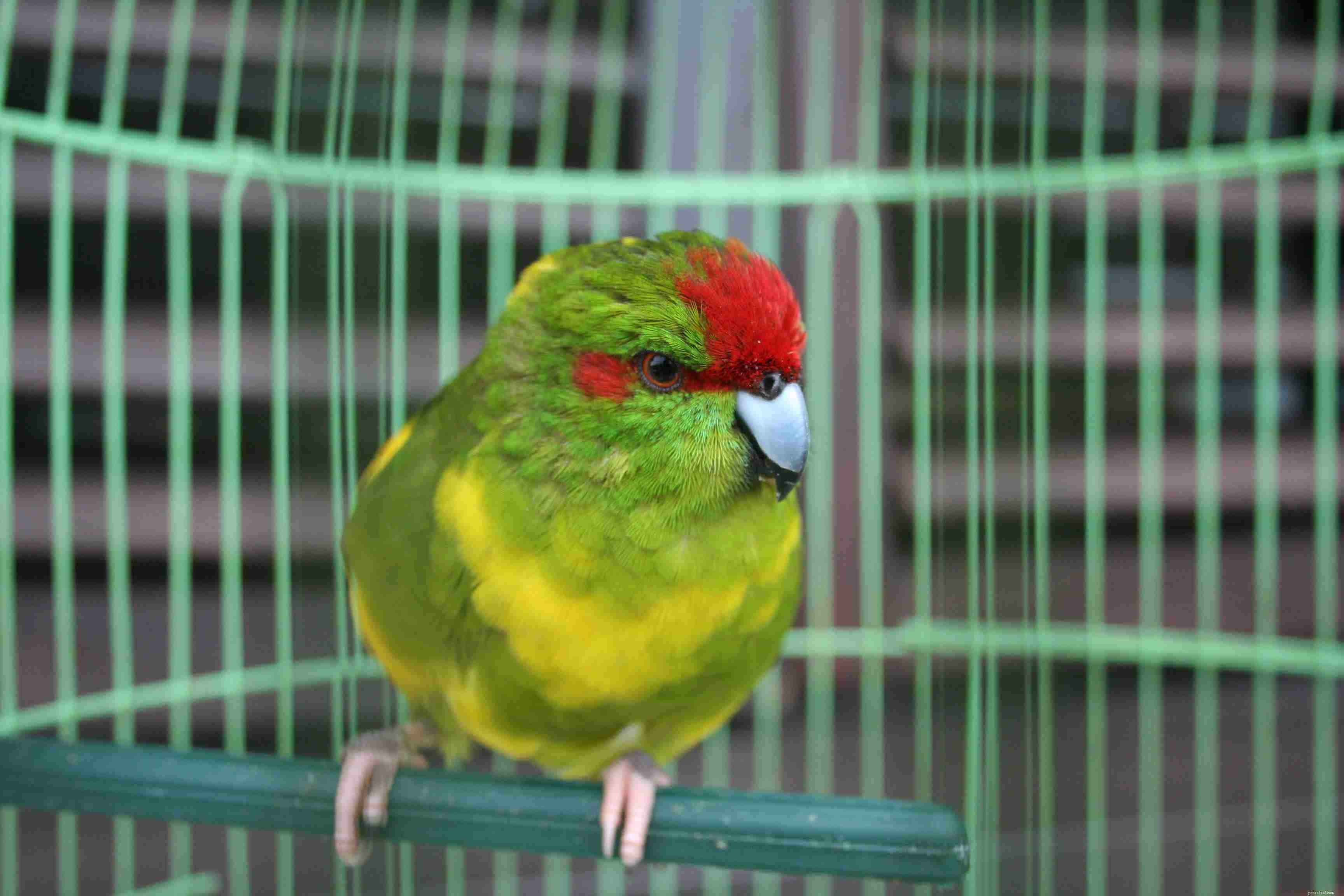 5 Clear Indicators That Your Bird Requires a Nail Trim
