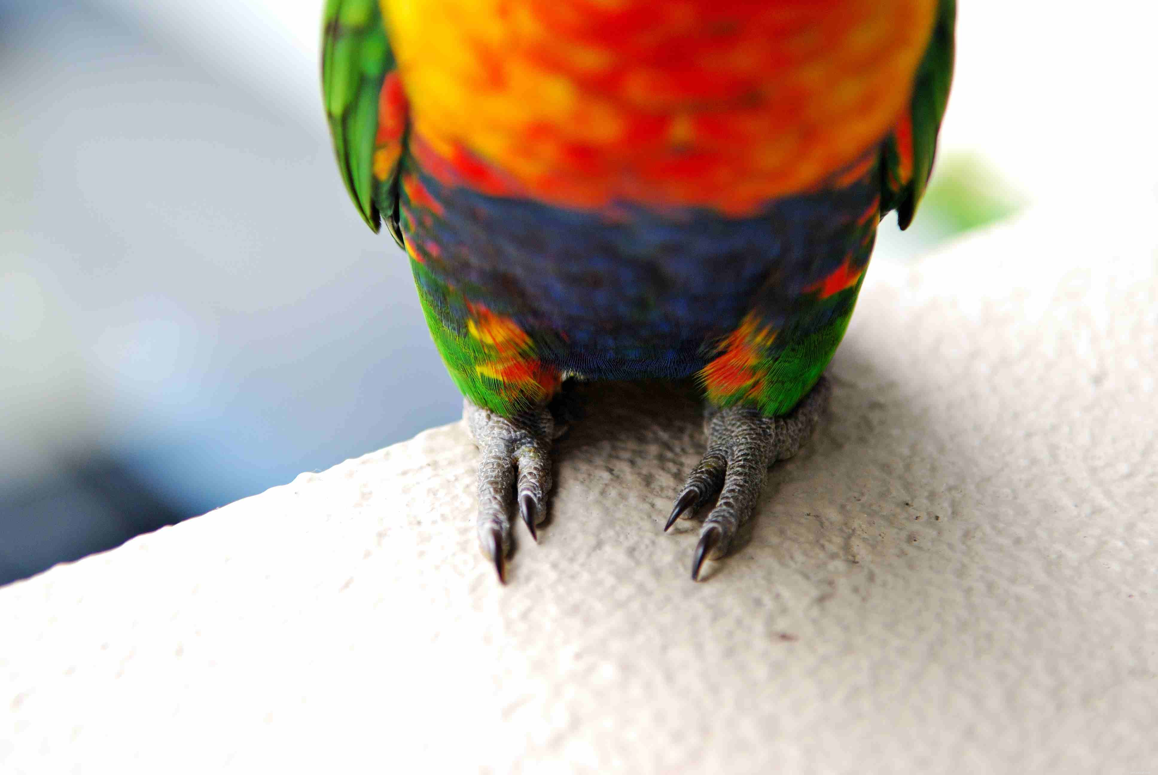 5 Clear Indicators That Your Bird Requires a Nail Trim