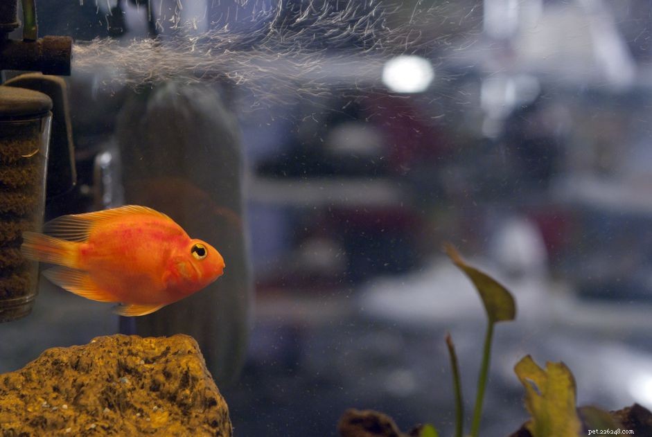 Essential Aquarium Air Pump Accessories: Maximize Performance & Reliability
