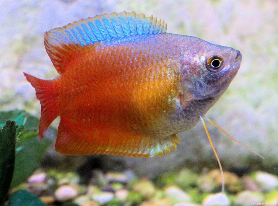 D-Starting Fish Names: Common and Scientific Guides