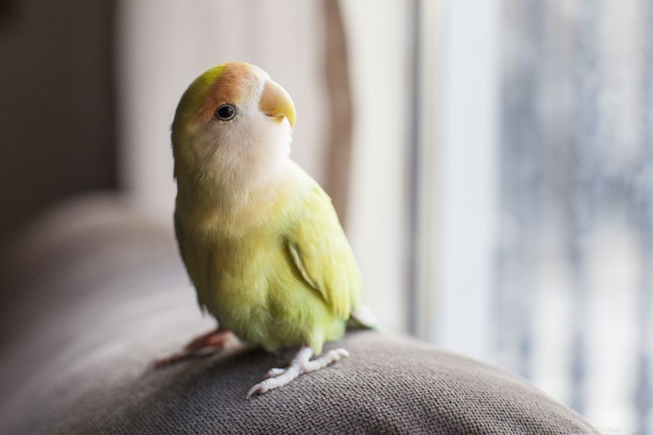 Optimal Humidity Levels for Exotic Birds: A Winter Care Guide