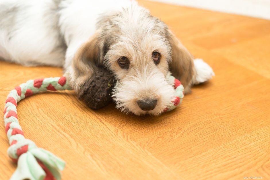 Grand Basset Griffon Vendéen: Comprehensive Breed Guide & Care Tips