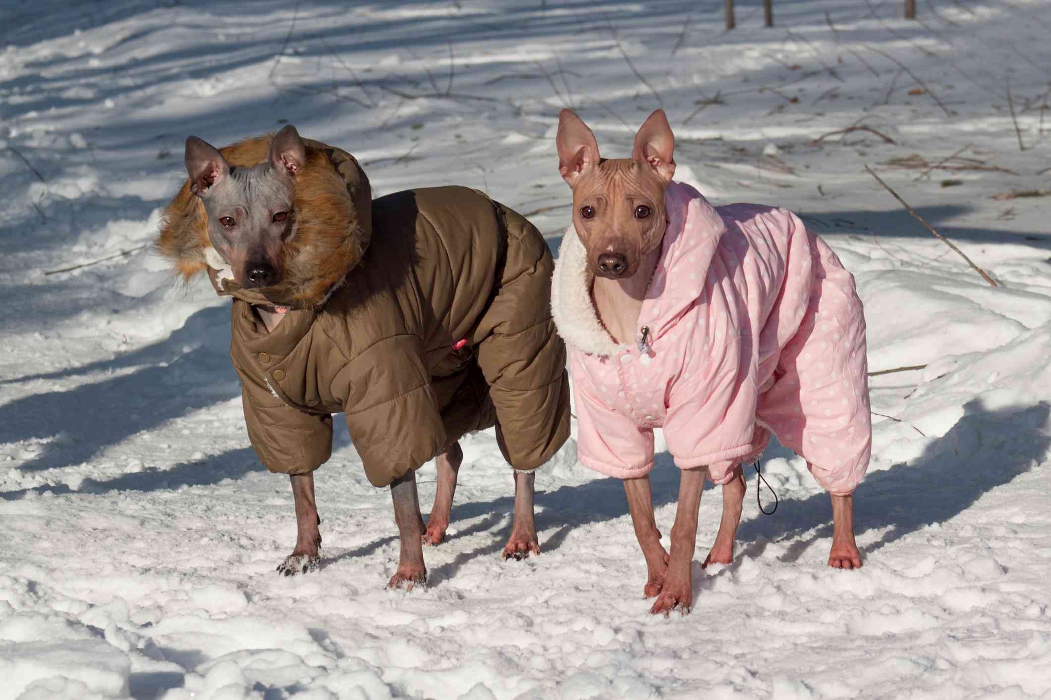 American Hairless Terrier: Complete Breed Profile & Care Guide
