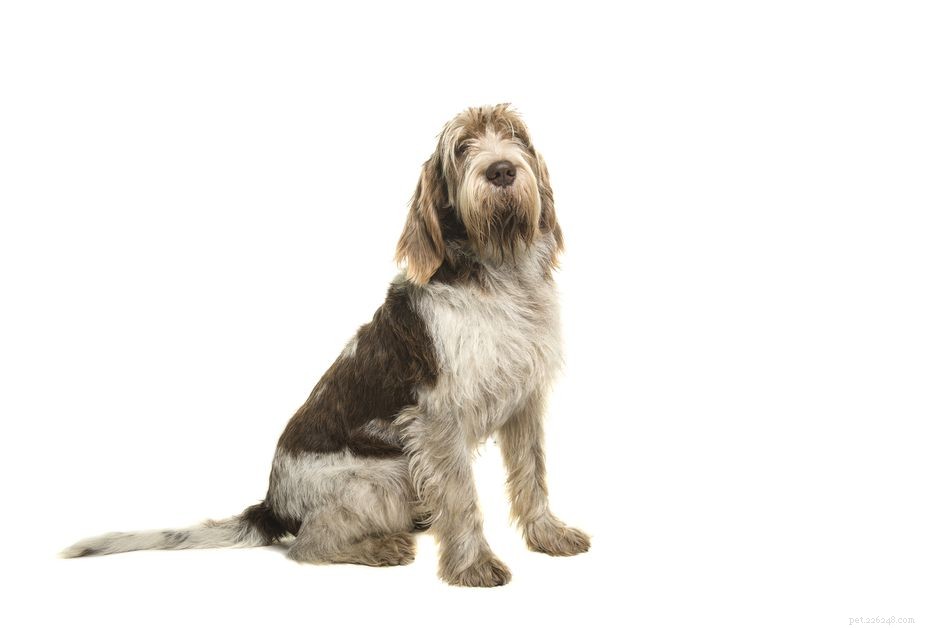 Spinone Italiano (Italian Pointer) – Comprehensive Breed Guide