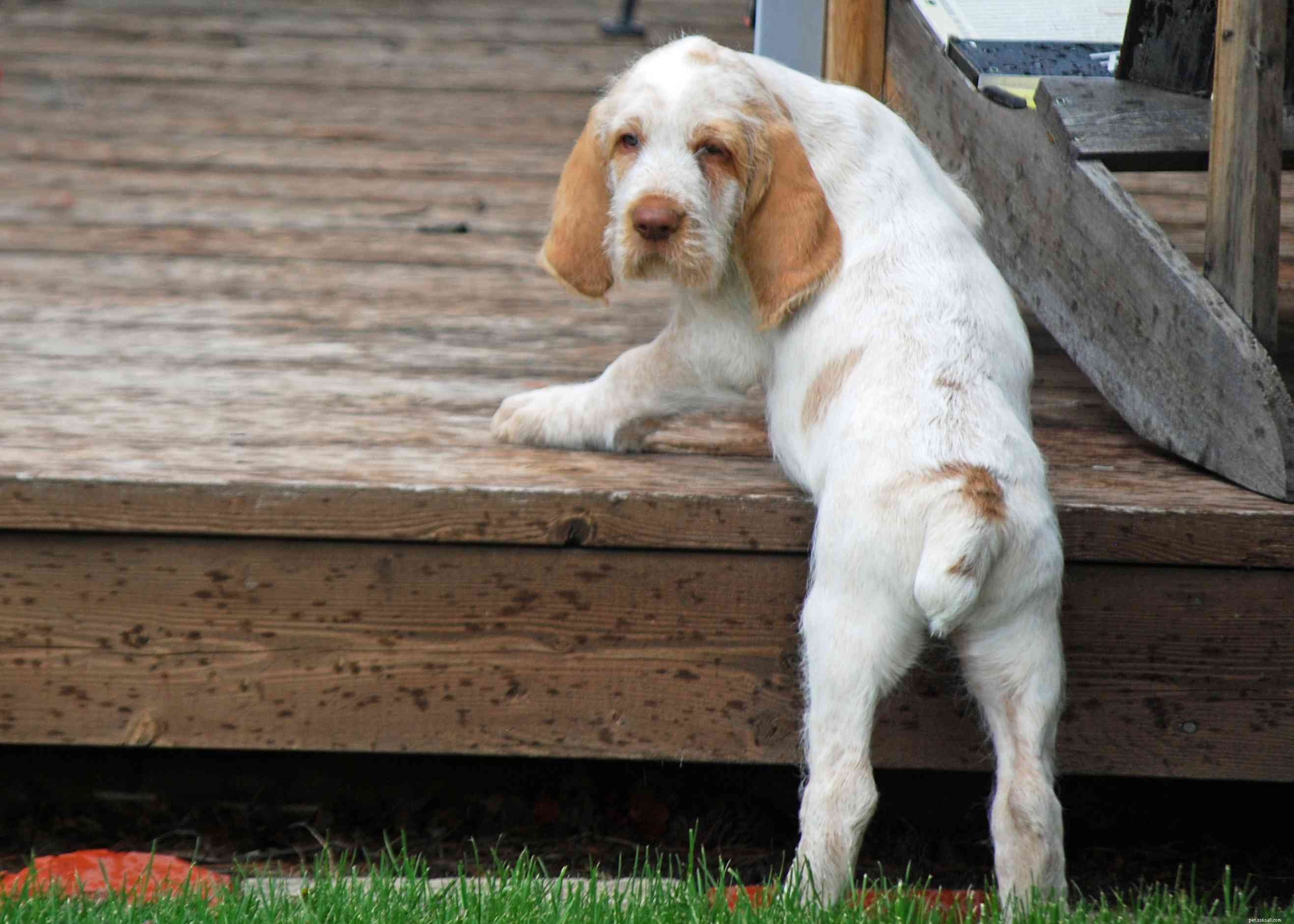 Spinone Italiano (Italian Pointer) – Comprehensive Breed Guide