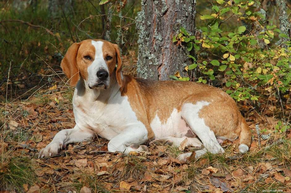 English Foxhound Breed Guide: History, Care, and Health Insights