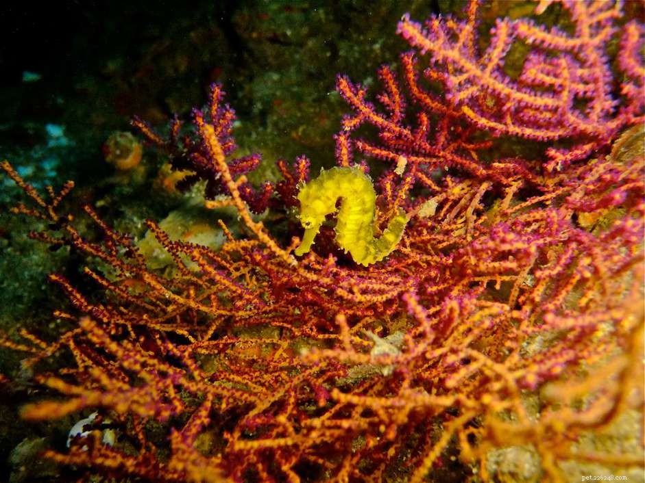 Tigertail Seahorse (Hippocampus comes) – Easy to Breed & Thriving in Saltwater Aquariums