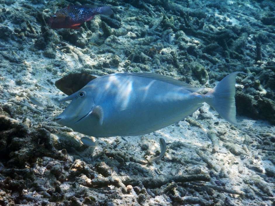 Naso Tang (Clown Surgeonfish): A Stunning Reef Tank Companion