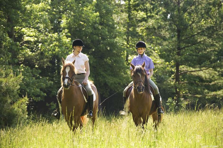 Mastering the Horse Walk: Essential Tips for Beginners