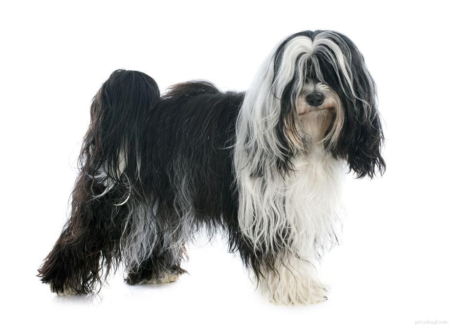 Tibetan Terrier: Classic Companion – History, Care, and Traits