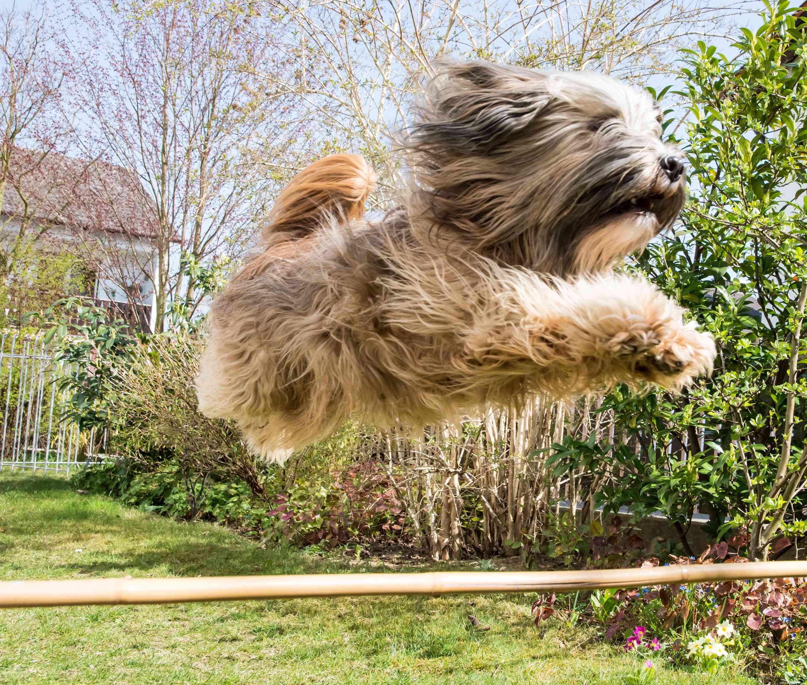 Tibetan Terrier: Classic Companion – History, Care, and Traits