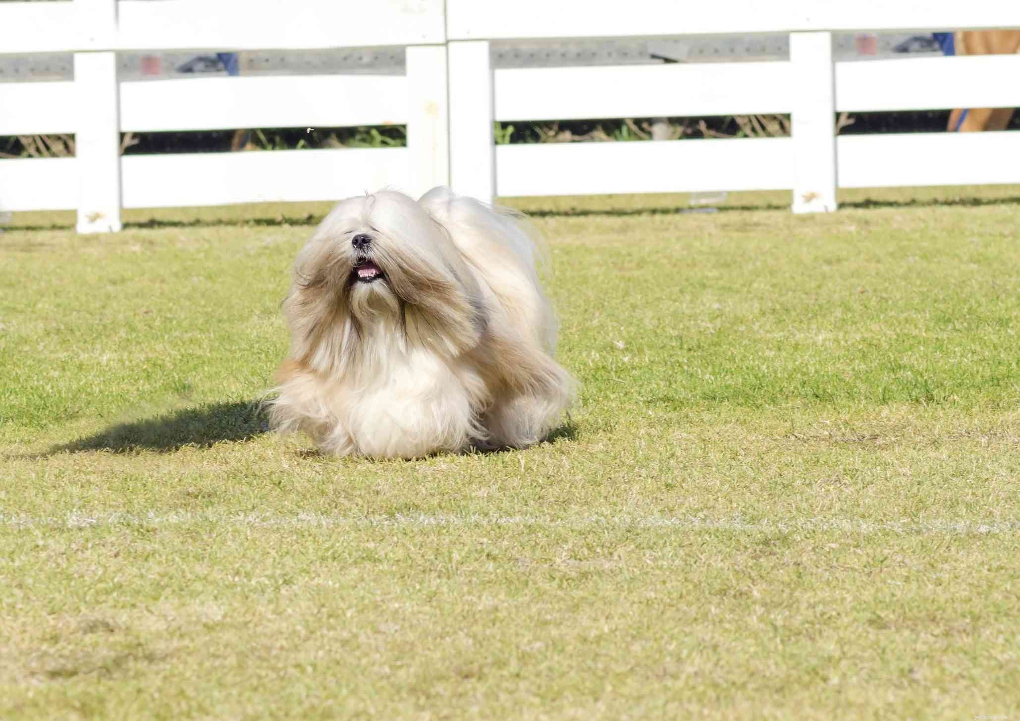 Tibetan Terrier: Classic Companion – History, Care, and Traits