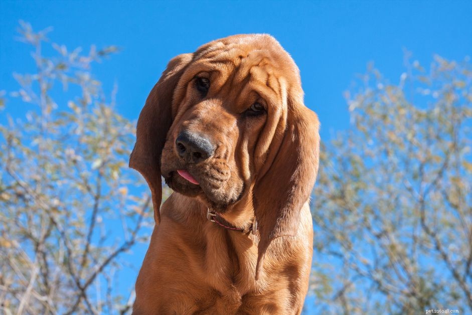 Bloodhound Breed Profile: Traits, Care, and Training Guide