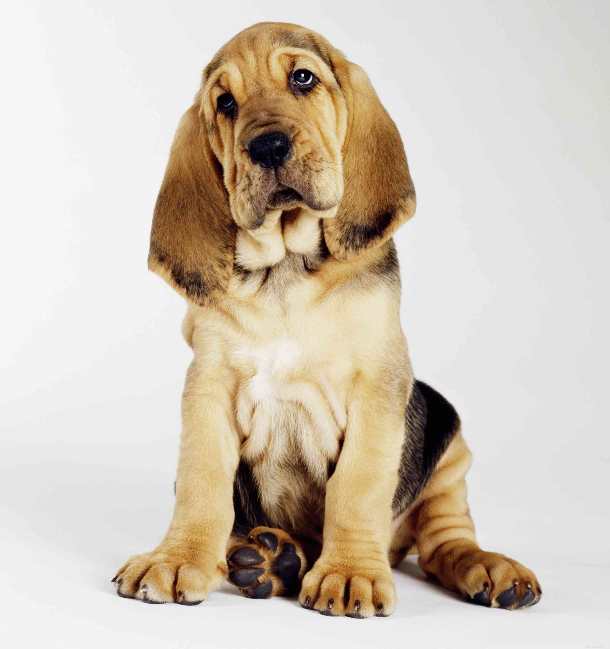 Bloodhound Breed Profile: Traits, Care, and Training Guide