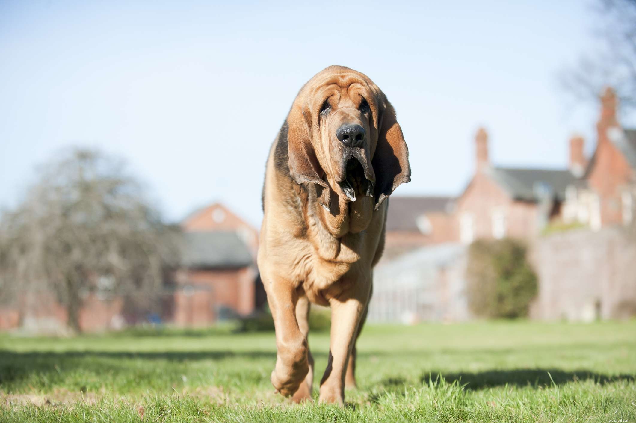 Bloodhound Breed Profile: Traits, Care, and Training Guide