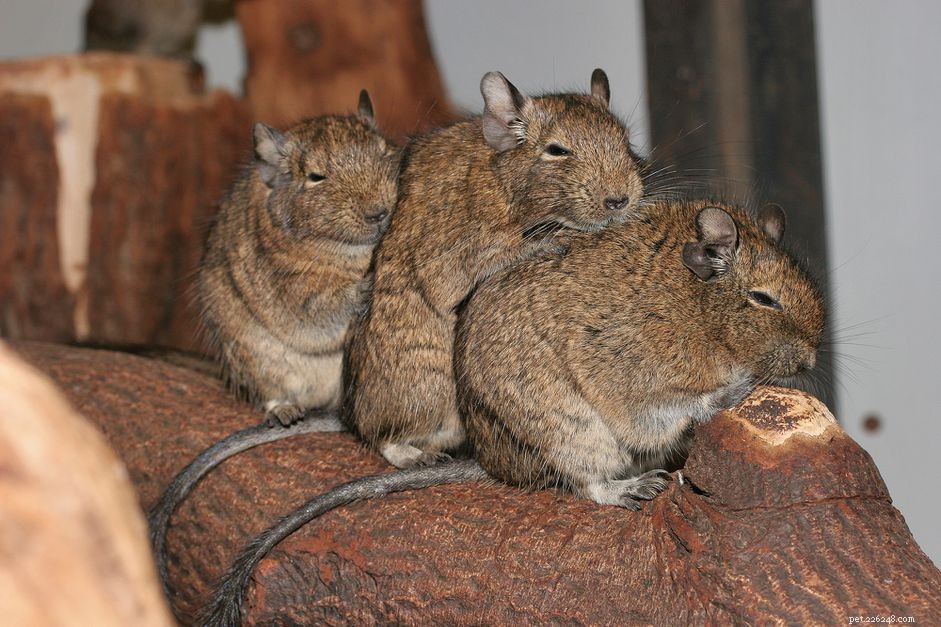Understanding and Managing Degu Tail Injuries