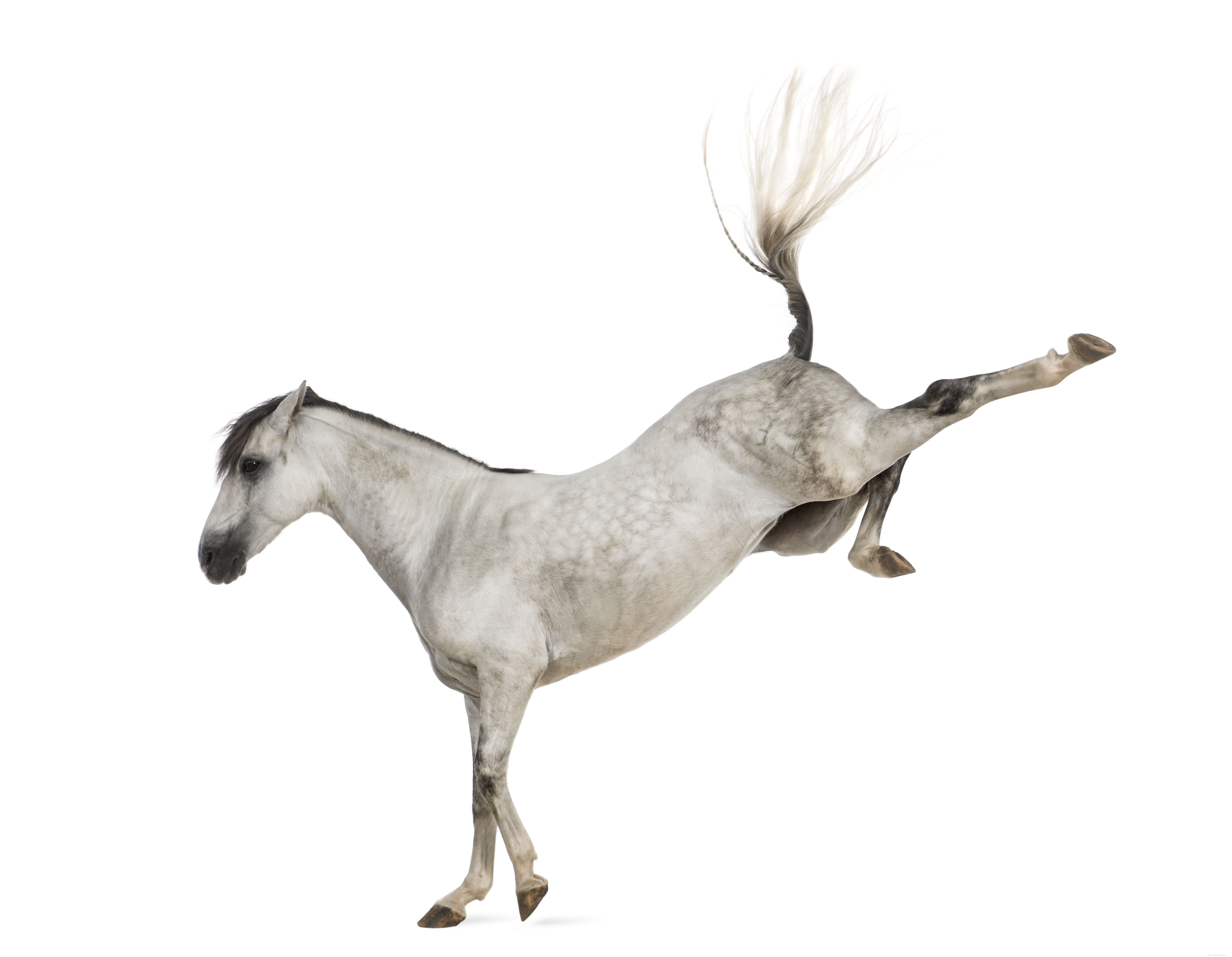 Understanding Horse Safety: 8 Common Injury Risks and How to Avoid Them
