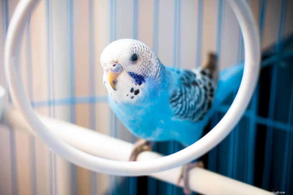 Top 8 Most Intelligent Parrot Species for Pet Owners