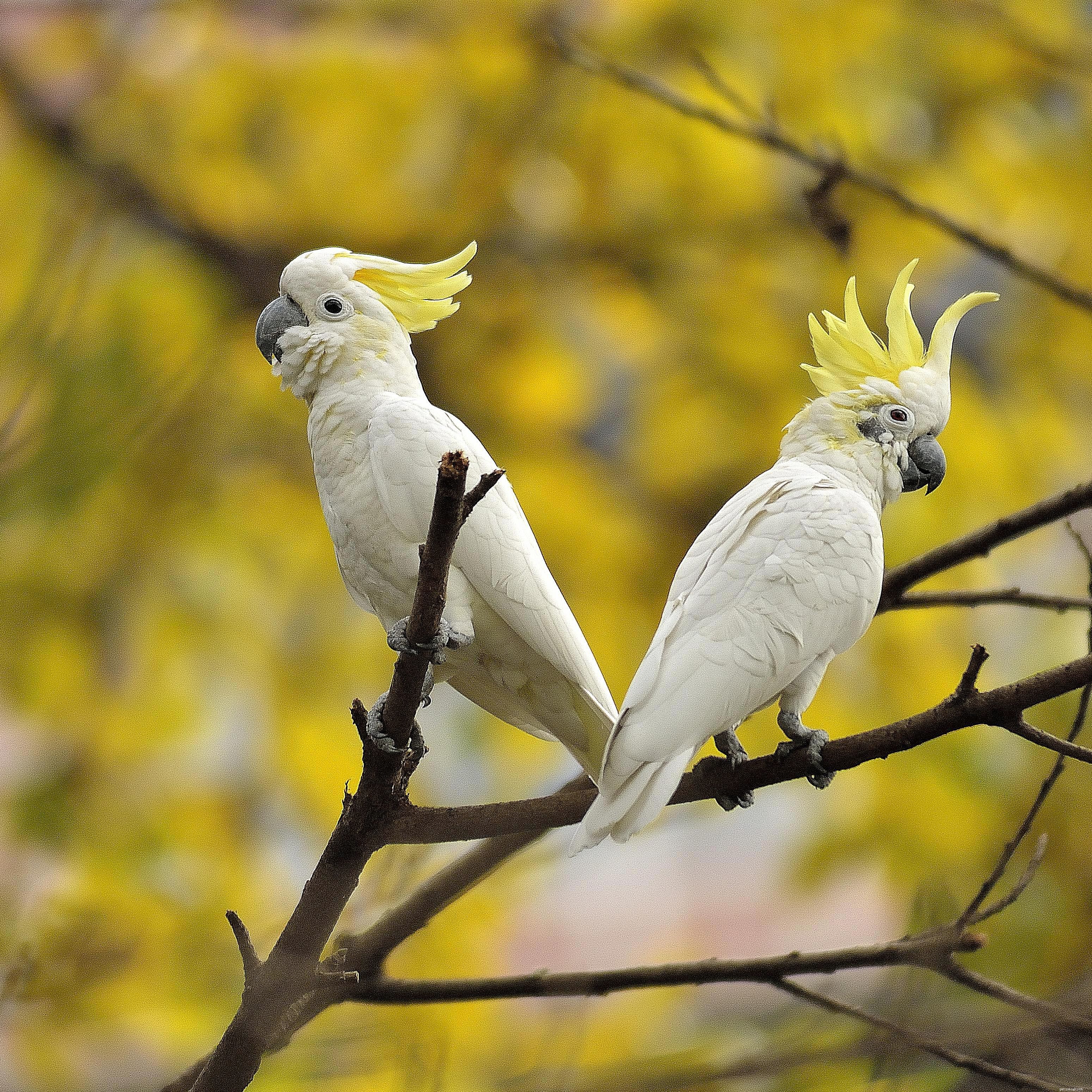 Top 8 Most Intelligent Parrot Species for Pet Owners