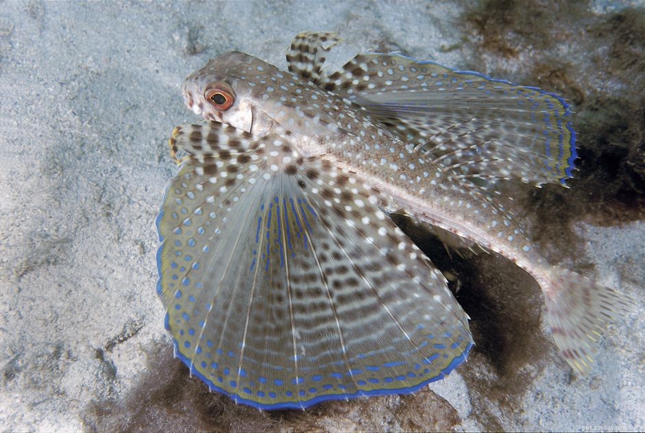 Flying Gurnard (Dactyloptena orientalis): Habitat, Features & Fascinating Facts