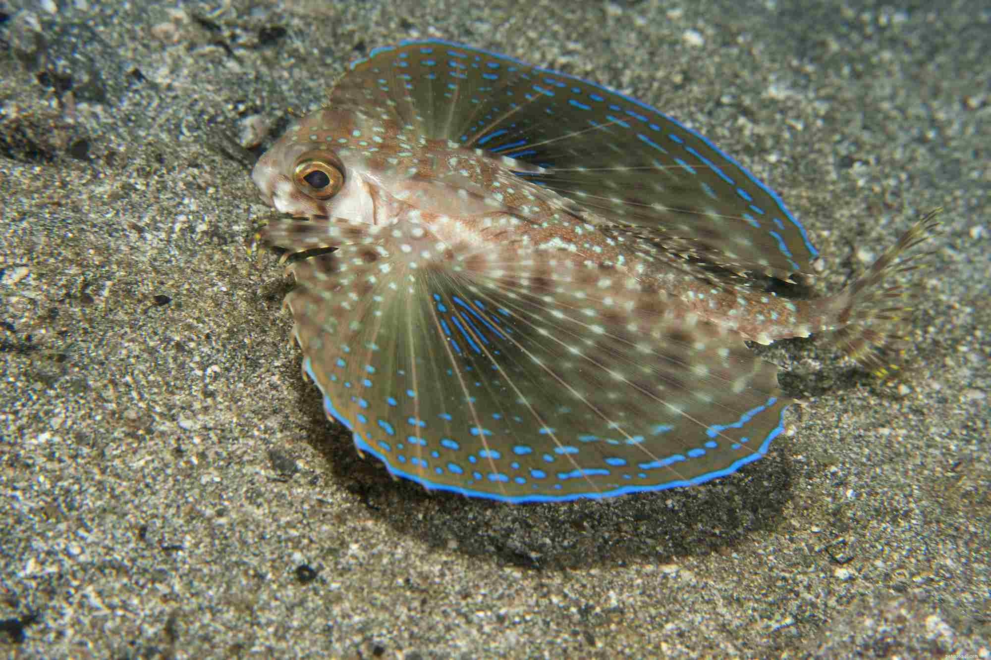 Flying Gurnard (Dactyloptena orientalis): Habitat, Features & Fascinating Facts