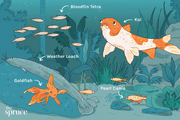 Top 11 Cold‑Water Fish for Indoor Aquariums – Size, Care & Compatibility