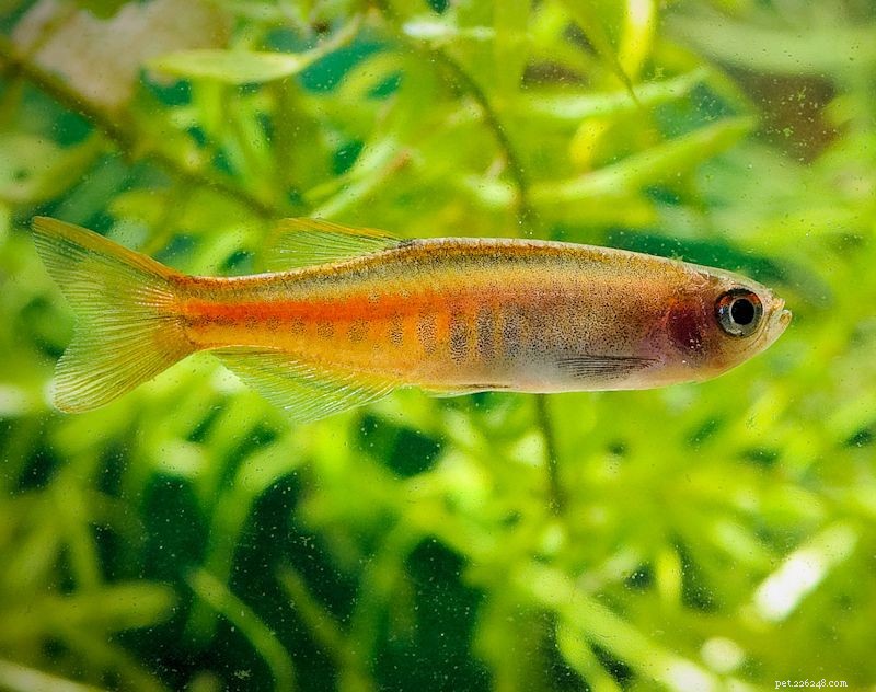 Top 11 Cold‑Water Fish for Indoor Aquariums – Size, Care & Compatibility