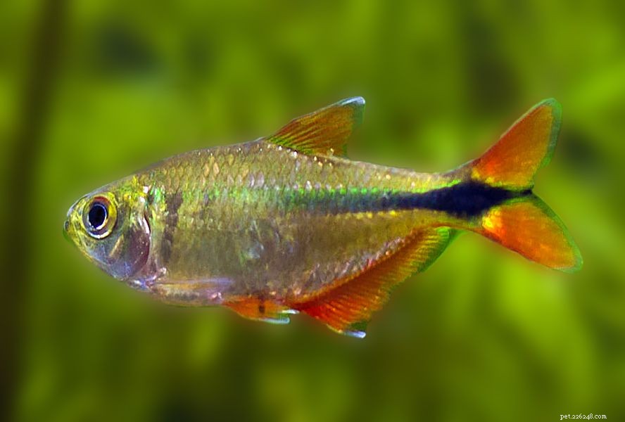 Top 11 Cold‑Water Fish for Indoor Aquariums – Size, Care & Compatibility