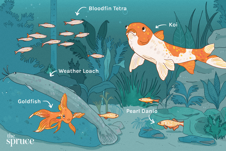 Top 11 Cold‑Water Fish for Indoor Aquariums – Size, Care & Compatibility